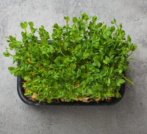 Pea Shoot Seeds - Image 2