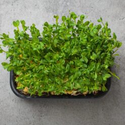 Pea Shoot Seeds - Image 2