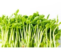 Pea Shoot Seeds - Image 4