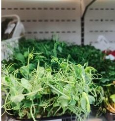 Pea Shoot Seeds - Image 3