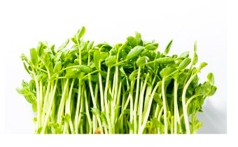 Pea Shoot Seeds - Image 4