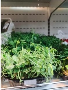 Pea Shoot Seeds - Image 3